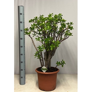 CRASS OVATA