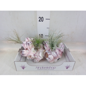 Tillandsia