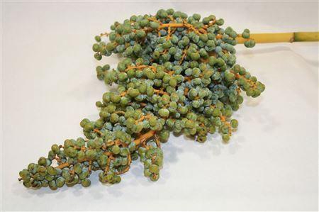 <h4>DADELS PER KILO</h4>