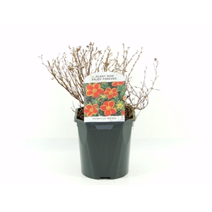 Potentilla frut. Red Ace