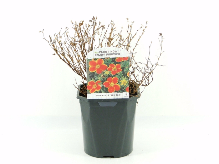 <h4>Potentilla frut. Red Ace</h4>