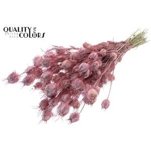 Nigella per bunch Frosted Pink