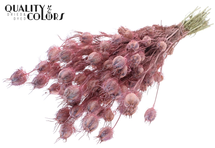 Nigella per bunch Frosted Pink