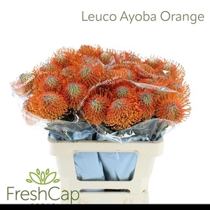 LEUCO AYOBA ORANGE