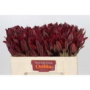Leucadendron Jester