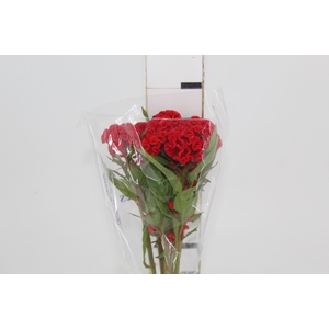 CELOSIA FIRE CHIEF 060 CM VERMELHO
