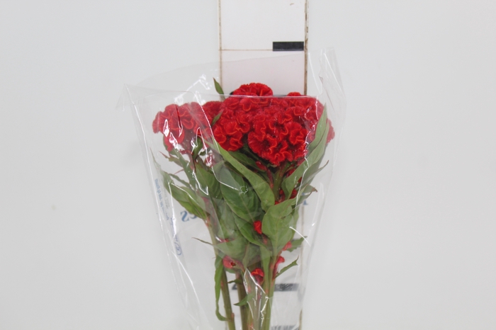 <h4>CELOSIA FIRE CHIEF 060 CM VERMELHO</h4>