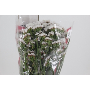 STATICE SINZII WHITE 080 CM