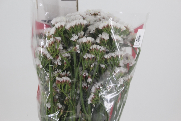 STATICE SINZII WHITE 080 CM