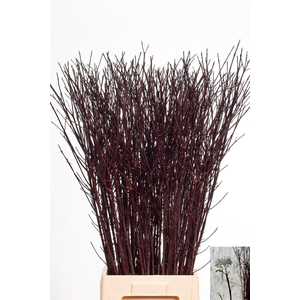 CORNUS ALBA KESSELRI