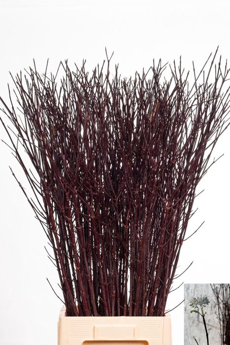 <h4>CORNUS ALBA KESSELRI</h4>