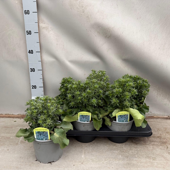 <h4>Eryngium planum “Blue hobbit”</h4>