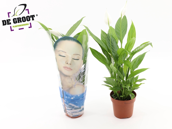 <h4>Spathiphyllum Alana in hoes "Face"</h4>