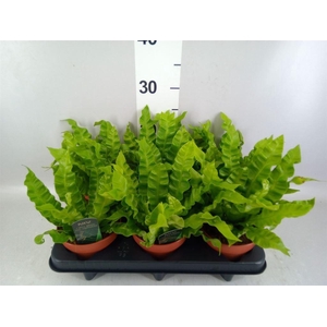 Asplenium nidus 'Crispy Wave'