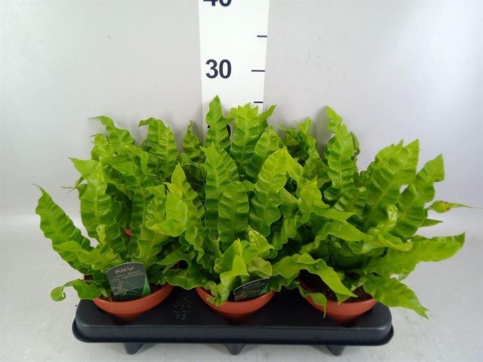 <h4>Asplenium nidus 'Crispy Wave'</h4>