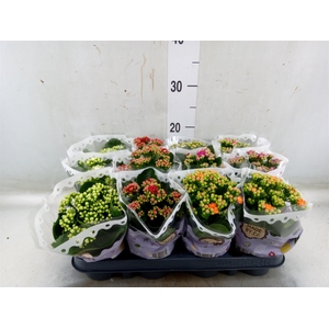Kalanchoe blos.   ..rosebud mix  5