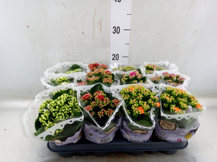 <h4>Kalanchoe blos.   ..rosebud mix  5</h4>