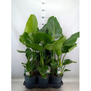 Strelitzia nicolai