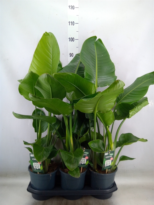 <h4>Strelitzia nicolai</h4>