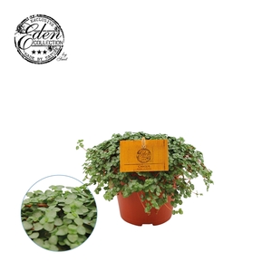 Pilea glaucophylla 'Greyzy' Chique