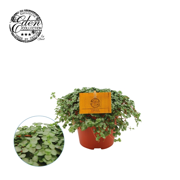 <h4>Pilea Glauca 12cm</h4>