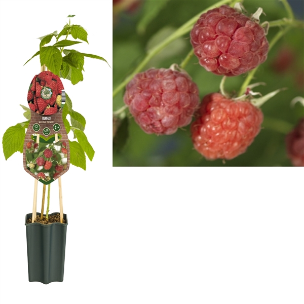 <h4>Rubus 'Malling Promise' +3.0 label</h4>