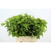 PHYSOCAR BLAD GROEN