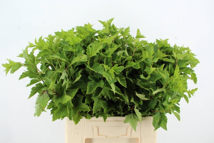 <h4>PHYSOCAR BLAD GROEN</h4>