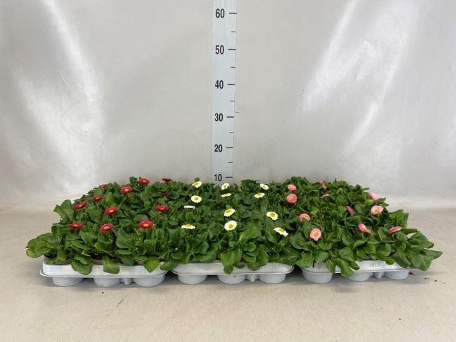 <h4>Bellis perennis   ...mix</h4>