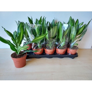 Dracaena frag. Cintho