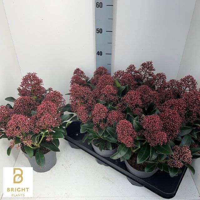 <h4>SKIM J RUBELLA</h4>