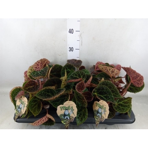 Begonia BD ferox