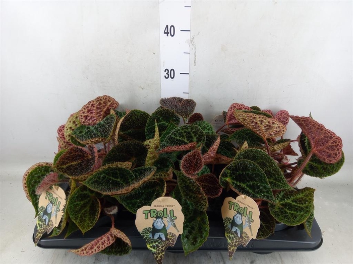 <h4>Begonia BD ferox</h4>