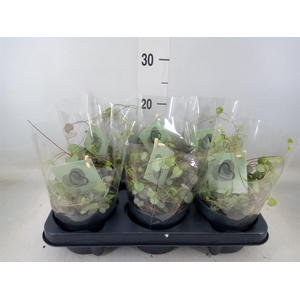 Ceropegia woodii ssp. woodii