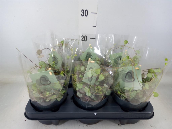 <h4>Ceropegia woodii ssp. woodii</h4>