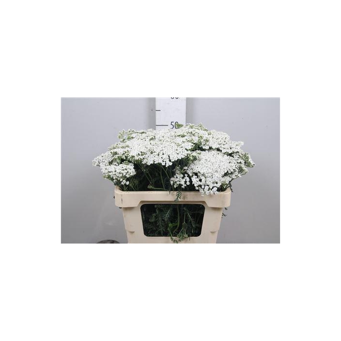 <h4>ACHIL M WHITE BEAUTY</h4>