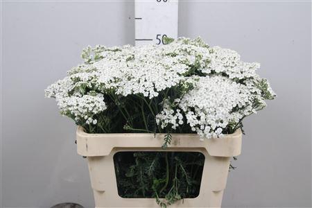 ACHIL M WHITE BEAUTY