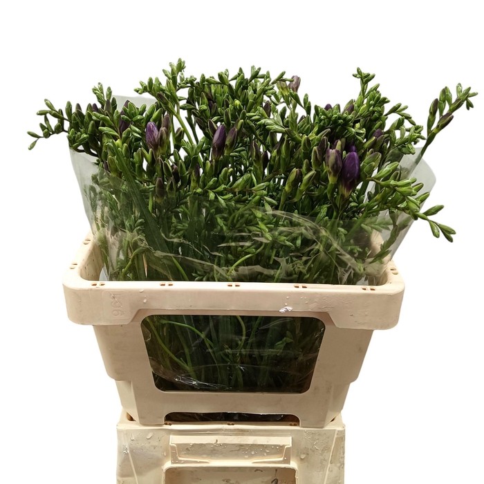 <h4>FR DU BLUE SENSATION</h4>