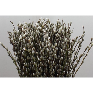 Salix Ca Snow Flake 70cm Chico