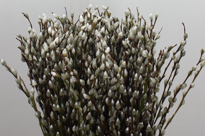 <h4>Salix Ca Snow Flake 70cm Chico</h4>