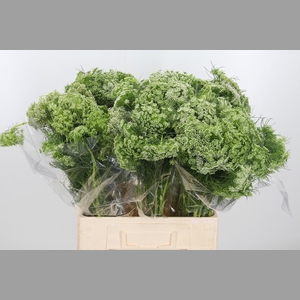 Ammi Visnaga