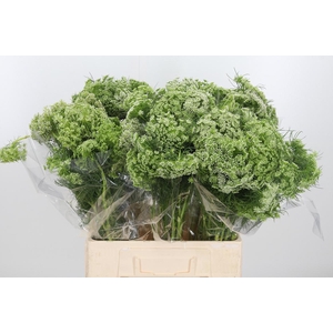 Ammi Visnaga