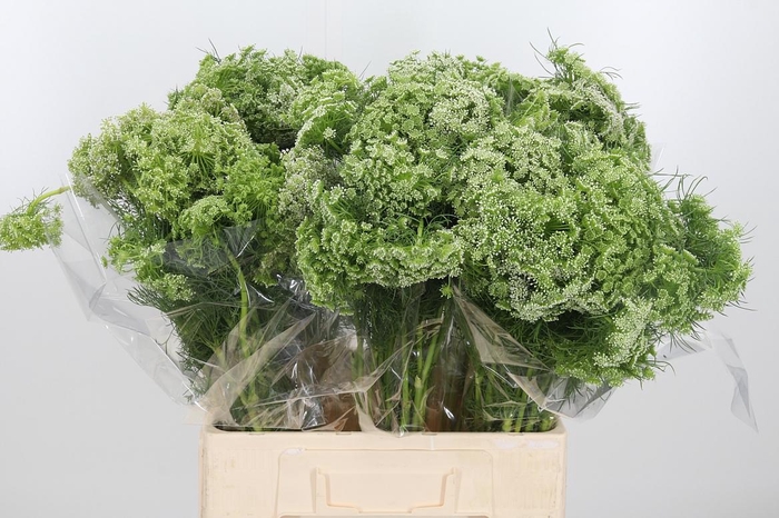 <h4>Ammi Visnaga</h4>