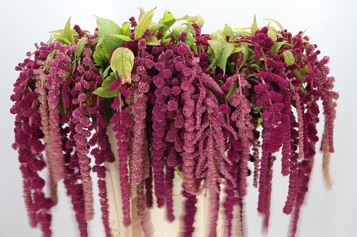 <h4>Amaranthus Caudatus Rosary</h4>