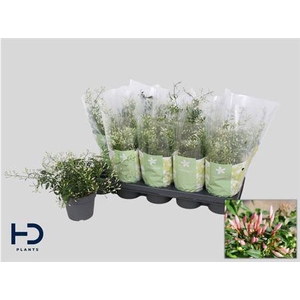 Jasm Polyanthum Wit 22+