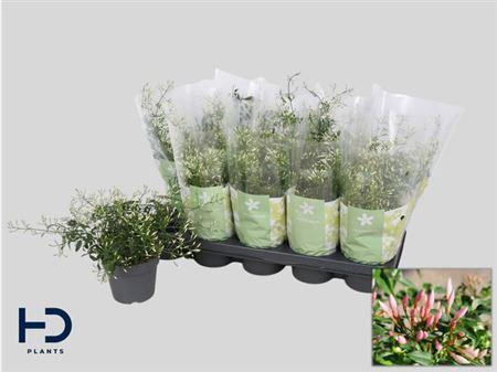 <h4>Jasm Polyanthum Wit 22+</h4>