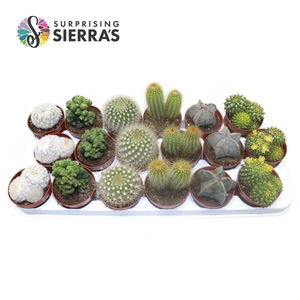 Sierra's® - Santiago Cactus Mix (Deluxe)