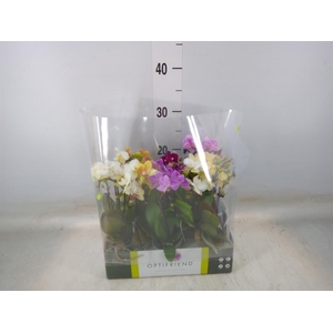 Phalaenopsis multi.   ...mix  5