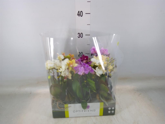 <h4>Phalaenopsis multi.   ...mix  5</h4>