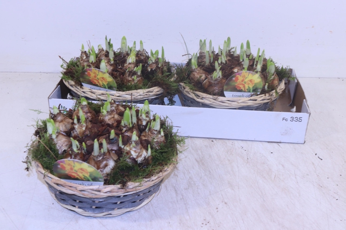 <h4>Arr N Tete A Tete</h4>